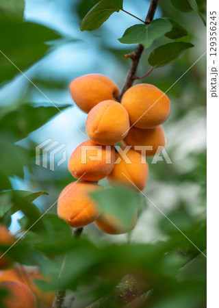Small branch of many ripe apricots. Nice harvest of apricots, sweet yellow berries on the tree Small branch of many ripe apricots. Nice harvest of apricots, sweet yellow berries on the tree 129356245