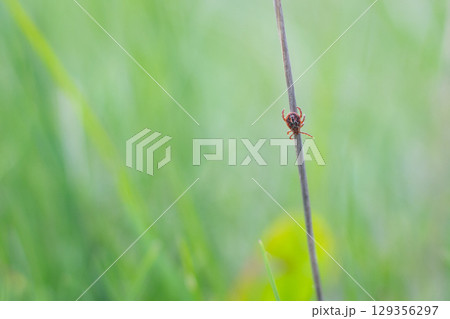 Tiny tick perched on a slender blade of grass in a lush green field. A small tick clings to a grass stalk, surrounded by vibrant greenery on a sunny day, easy to pick dangerous insect by passing by Tiny tick perched on a slender blade of grass in a lush green field. A small tick clings to a grass stalk, surrounded by vibrant greenery on a sunny day, easy to pick dangerous insect by passing by 129356297
