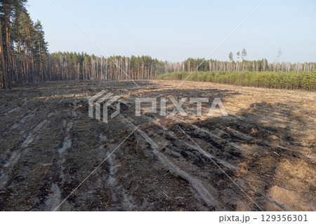 Aerial view of cleared forest area with new planting rows established. Cut forest area shows prepared rows for replanting, emphasizing forest regeneration efforts in progress 129356301
