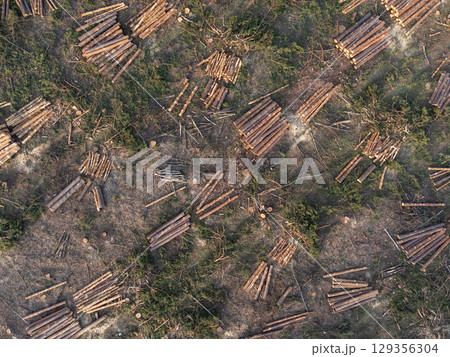 Aerial view of cut pine forest area with logs scattered. Aerial perspective reveals a section of cut pine forest with logs arranged on the ground Aerial view of cut pine forest area with logs scattered. Aerial perspective reveals a section of cut pine forest with logs arranged on the ground 129356304