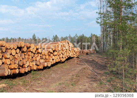 Cut pine tree logs piled in deforested area during daytime. Stacked cut pine logs fill a deforested area surrounded by remaining trees Cut pine tree logs piled in deforested area during daytime. Stacked cut pine logs fill a deforested area surrounded by remaining trees 129356308