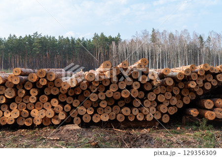 Cut pine tree logs stacked in deforested area near forested land. Cut pine logs are neatly stacked in a deforested zone adjacent to a dense forest area, showcasing logging activity 129356309