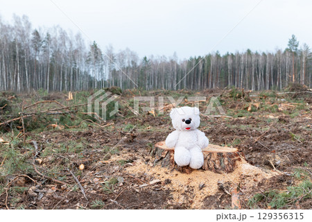 Teddy bear on tree stump in deforested area. Sad teddy bear on pine stump among deforestation ruins, symbolizing lost nature, innocence and future generations Teddy bear on tree stump in deforested area. Sad teddy bear on pine stump among deforestation ruins, symbolizing lost nature, innocence and future generations 129356315