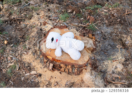 Teddy bear fallen on stump after logging. Soft toy teddy bear lying helplessly on pine stump in devastated forest, symbolizing environmental crisis and loss 129356316