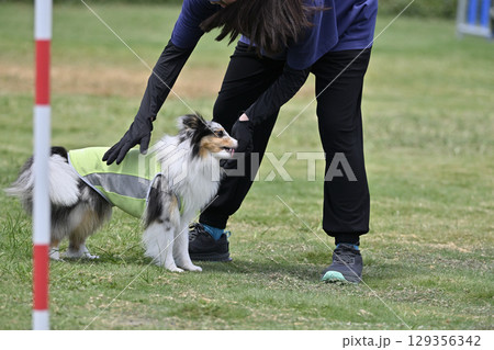 ドッグトレーニング ドッグトレーナーとシェルティ ドッグトレーニング ドッグトレーナーとシェルティ 129356342