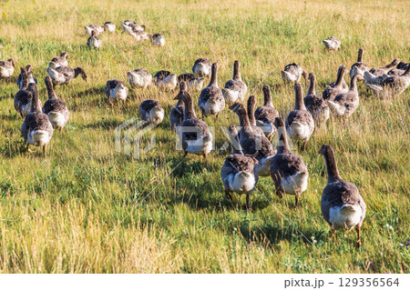 Domestic gray geese on a meadow. Gray Geese in the grass, domestic bird, flock of geese 129356564