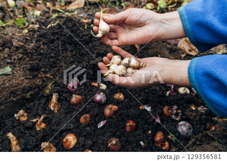 hands holding muscari bulbs before planting in the ground hands holding muscari bulbs before planting in the ground 129356581
