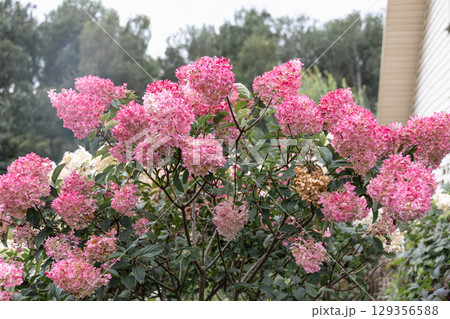 Hydrangea paniculata Vanille Fraise on a stem Hydrangea paniculata Vanille Fraise on a stem 129356588