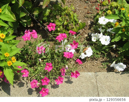 赤色と白色のペチニアの花 赤色と白色のペチニアの花 129356656