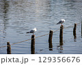 水面から突き出た杭に止まって休む2羽のカモメ 129356676