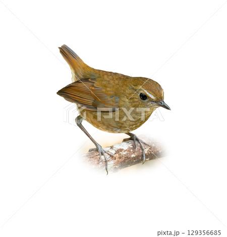 Juvenile Lesser Shortwing perched on a branch, showing warm brown plumage and curious gaze. 129356685
