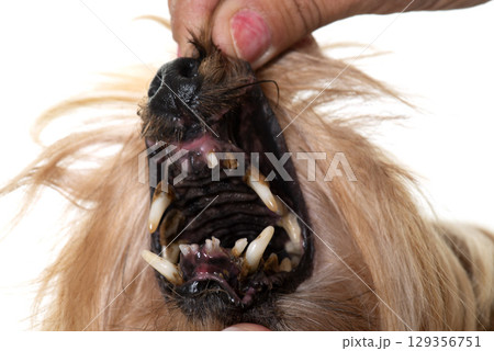 tartar teeth of old dog tartar teeth of old dog 129356751