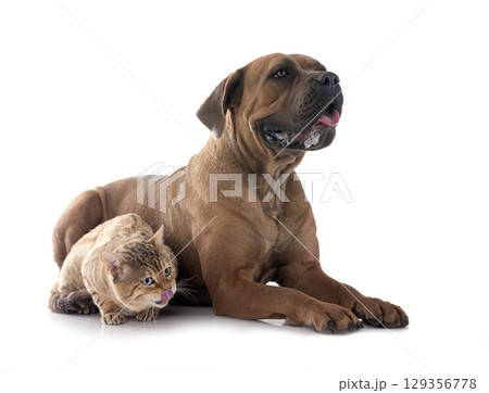 bengal cat and cane corso in studio 129356778