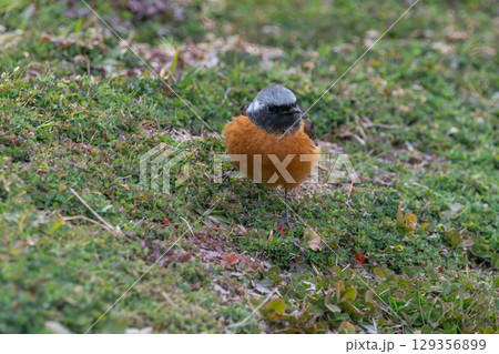 正面から見つめるジョウビタキのオス 129356899