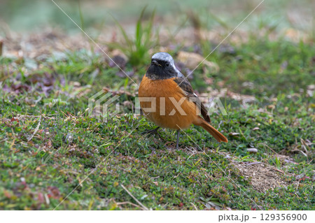 ジョウビタキのオスが草原に立つ姿 129356900