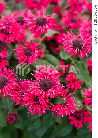 Blooming Bee Happy monarda with lush greenery Blooming Bee Happy monarda with lush greenery 129356956