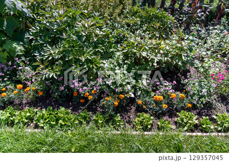 Lush flowerbed blooming with colorful marigolds and vibrant green foliage in a garden 129357045
