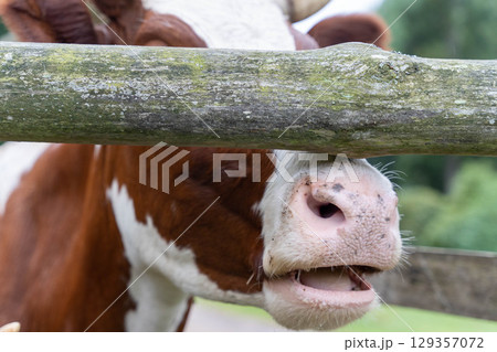 Cow showing its nose and mouth behind wooden fence in farm 129357072