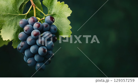 Bunch ripe blue grapes simple uniform background, grape, harvest. Concept purchase, sale, banner Bunch ripe blue grapes simple uniform background, grape, harvest. Concept purchase, sale, banner 129357259