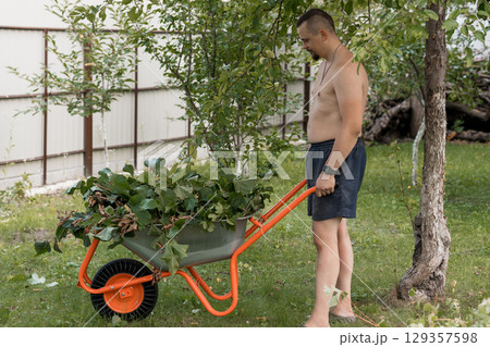 Bare-chested Man Wheeling Wheelbarrow in Lush Green Garden with Apple Tree, Outdoor Yard Work, Sunlight, Rural Landscape, Orange Equipment. Bare-chested Man Wheeling Wheelbarrow in Lush Green Garden with Apple Tree, Outdoor Yard Work, Sunlight, Rural Landscape, Orange Equipment. 129357598
