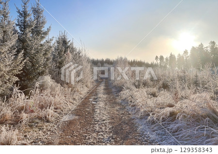 The border between fog and sunshine in a winter forest The border between fog and sunshine in a winter forest 129358343