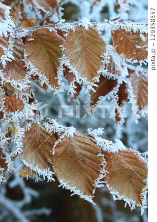 Detail of beech leaves with needles of frost 129358357
