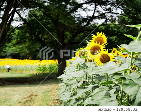 夏の花のある風景 129358532