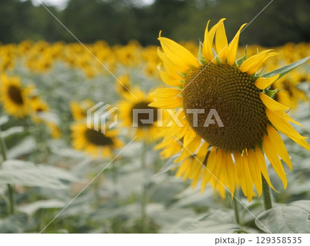 夏の日差しを浴びるヒマワリ 129358535