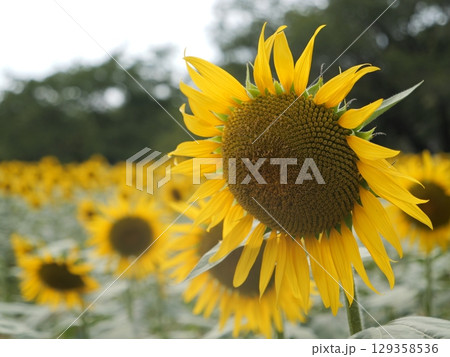 太陽に向かって咲くひまわり 129358536