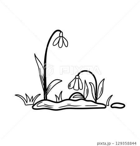 Two snowdrops blooming from melting snow, signalling spring arrival 129358844