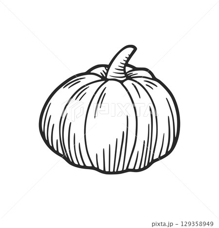 Hand drawn pumpkin illustration for autumn festivities Hand drawn pumpkin illustration for autumn festivities 129358949