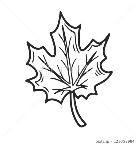 Hand drawn maple leaf representing autumn and nature Hand drawn maple leaf representing autumn and nature 129358994