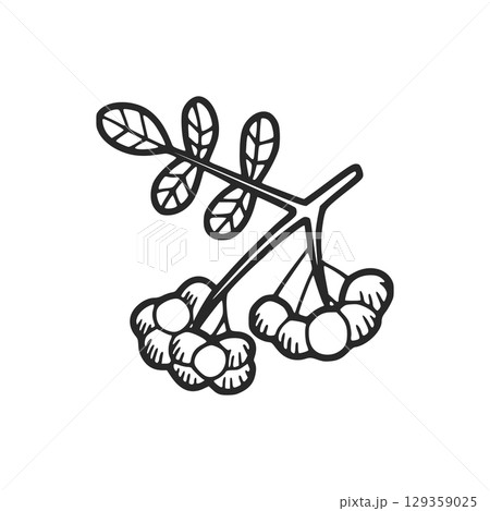 Rowan branch with berries and leaves is drawn in sketch style Rowan branch with berries and leaves is drawn in sketch style 129359025