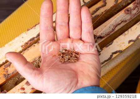 Beekeeper with some propolis bee glue in hand. Gathering propolis from beehive frames Beekeeper with some propolis bee glue in hand. Gathering propolis from beehive frames 129359218