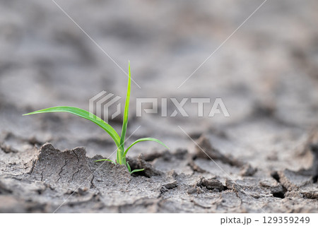 Green plant in dry cracked soil. Close up of green fresh plant growing in dry soil, overcoming difficulties, lack of water Green plant in dry cracked soil. Close up of green fresh plant growing in dry soil, overcoming difficulties, lack of water 129359249