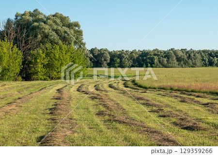Some rows of fresh cut grass, part of field is uncut. Harvesting hay grass for cattle feeding on the farm 129359266