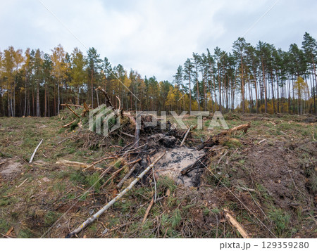 Cut area of forest, partially burnt branches of cut trees. Deforestation of pine forest in autumn Cut area of forest, partially burnt branches of cut trees. Deforestation of pine forest in autumn 129359280
