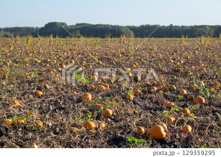 Agricultural field full of ripe pumpkins with dry leaves, ready for harvest. Agricultural field of ripe pumpkins in the evening 129359295