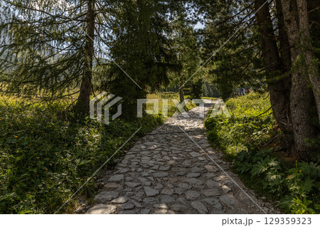 Amidst dense forests Amidst dense forests 129359323