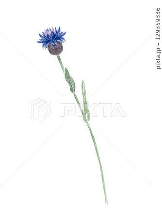Blue knapweed flower with stem and green leaves. Hand-painted watercolor illustration isolated on white, ideal for floral arrangements, greeting cards, patterns, herbal designs, nature compositions 129359336