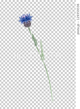 Blue knapweed flower with stem and green leaves. Hand-painted watercolor illustration isolated on white, ideal for floral arrangements, greeting cards, patterns, herbal designs, nature compositions Blue knapweed flower with stem and green leaves. Hand-painted watercolor illustration isolated on white, ideal for floral arrangements, greeting cards, patterns, herbal designs, nature compositions 129359336