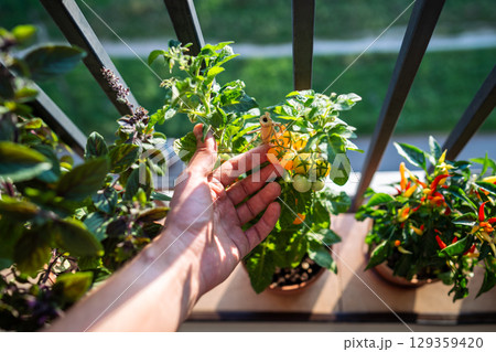 Closeup of man arm picking crop of homegrown yellow tomato cherry plants in pots on balcony 129359420