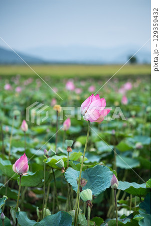Tea lotus field in Vietnam. Farming in Asian area, blossoms and foliage grow against mountain range Tea lotus field in Vietnam. Farming in Asian area, blossoms and foliage grow against mountain range 129359432