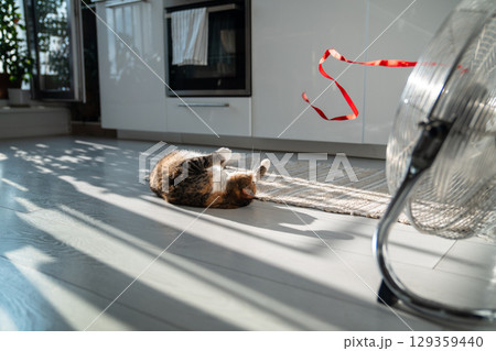 Playful cat lying on the floor, escapes from heat with help of fan, playing with red ribbon on wind. Playful cat lying on the floor, escapes from heat with help of fan, playing with red ribbon on wind. 129359440