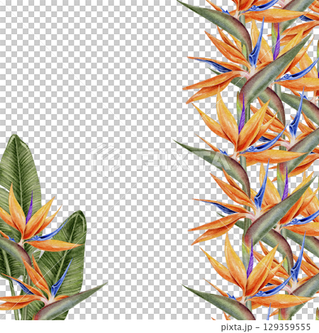 Watercolor floral frame of vibrant orange and blue bird of paradise flowers . Strelitzia illustration for invitations greeting cards packaging cosmetics wedding decor and summer branding. 129359555