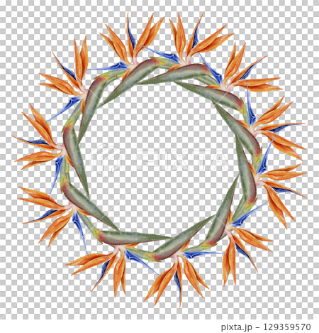 Watercolor round floral frame made of vibrant orange bird of paradise flowers in tropical botanical style. Ideal for wedding invitations branding packaging greeting cards and jungle-themed design. 129359570