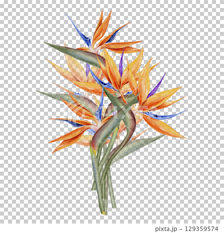 Bright orange and blue watercolor illustration tropical bird of paradise flowers in botanical style. Strelitzia bouquet for fabric packaging cosmetics wedding decor greeting cards and summer branding. 129359574