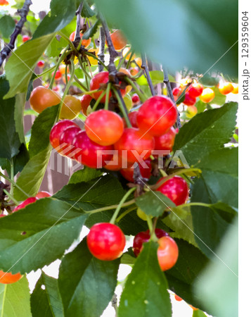 Bright ripe red cherries growing on a leafy green branch under direct sunlight. The vivid fruit and glossy leaves stand out sharply in this closeup orchard photo. Bright ripe red cherries growing on a leafy green branch under direct sunlight. The vivid fruit and glossy leaves stand out sharply in this closeup orchard photo. 129359604
