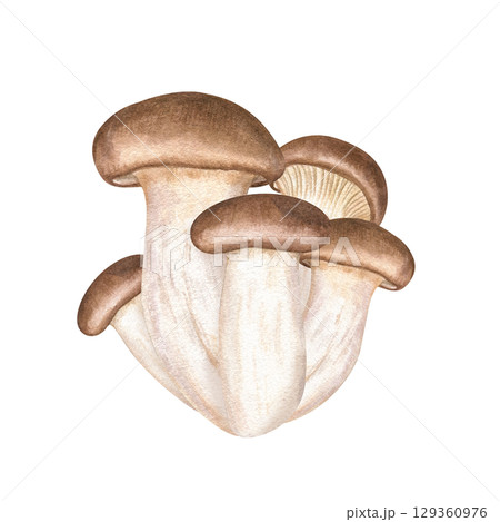 King oyster trumpet mushroom watercolor illustration on isolated background. Hand painted Asian eryngii mushrooms as rich protein ingredient for ramen recipes. Vegan and vegetarian edible fungi. 129360976