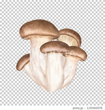King oyster trumpet mushroom watercolor illustration on isolated background. Hand painted Asian eryngii mushrooms as rich protein ingredient for ramen recipes. Vegan and vegetarian edible fungi. 129360976